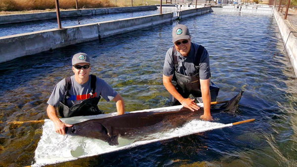 Growing Challenges for Idaho’s Large Aquaculture Community